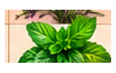 09_menthe